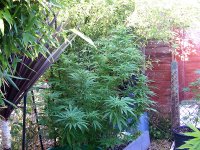 NHS- Aug20- LST- String Trained- In Bud.jpg